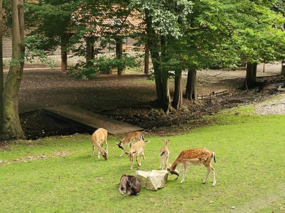 Ferienwohnung Reese- Horstmann Mit Hallenbad Und Sauna, Wlan "Harz Zu Jeder Jahreszeit" Bad Harzburg Dış mekan fotoğraf