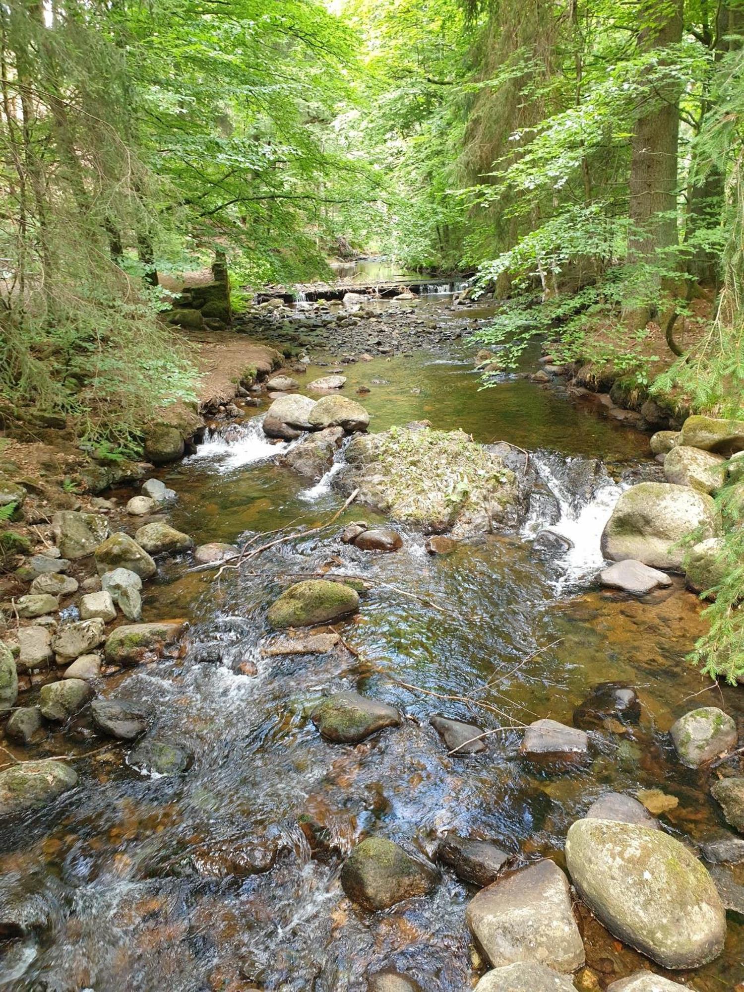 Ferienwohnung Reese- Horstmann Mit Hallenbad Und Sauna, Wlan "Harz Zu Jeder Jahreszeit" Bad Harzburg Oda fotoğraf